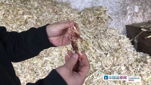 紅糖安全風(fēng)波 義烏知名紅糖廠被查出多項(xiàng)問題，如何科學(xué)看待？