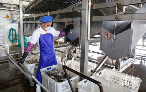 鯪魚罐頭出口逆勢(shì)上揚(yáng)，中山食品企業(yè)迎全面復(fù)工熱潮